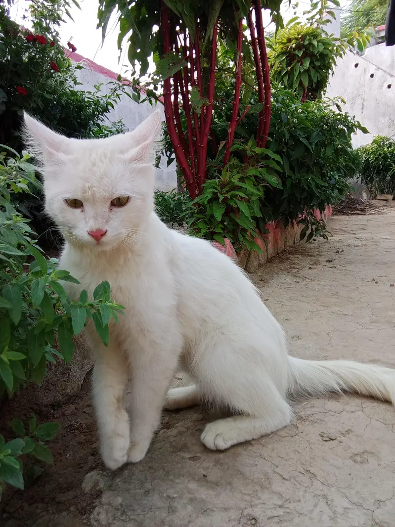 Turkish angora dubble cout — photo 10