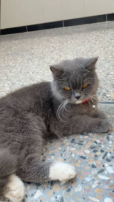 Beautiful Grey/Blue British Shorthair Cat.  03305271470