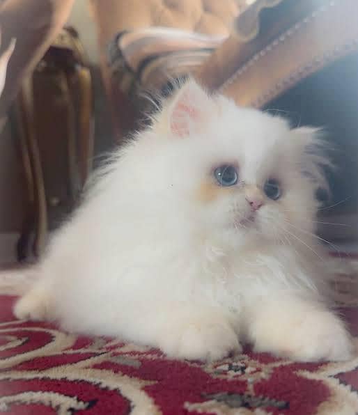 Persian kittens 0