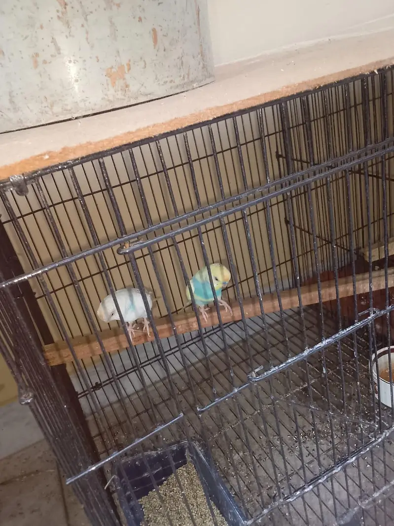 1 cocktail pair breeder ak breed kar Chuka h — photo 2