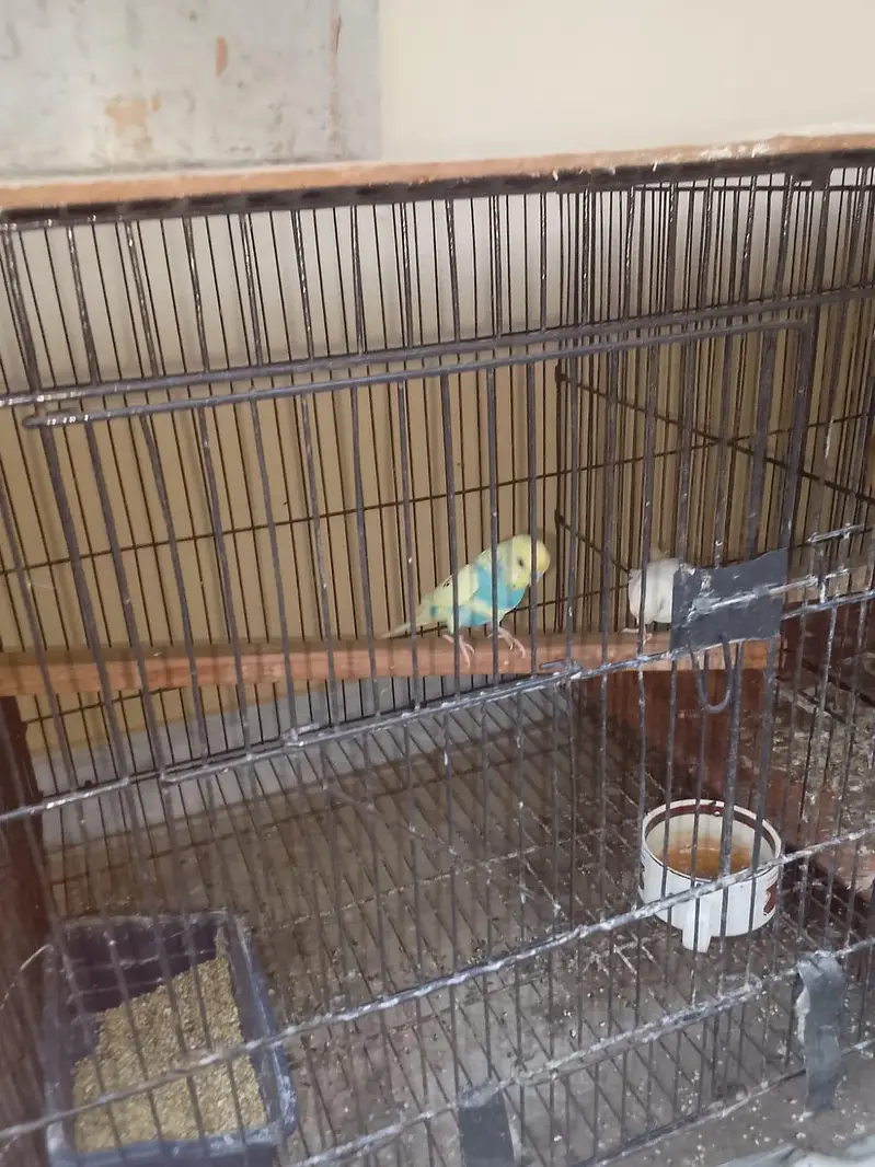 1 cocktail pair breeder ak breed kar Chuka h — photo 3