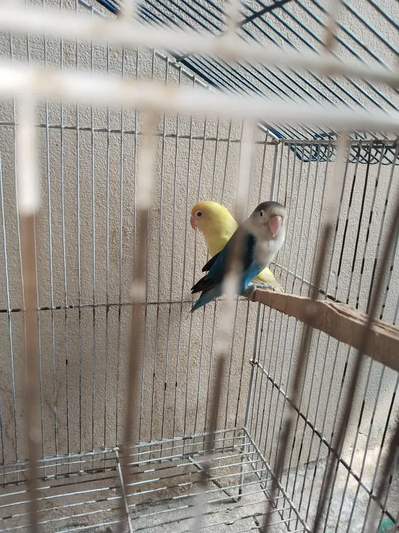 cocktail bird — photo 5