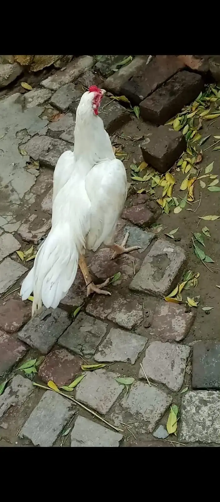 Hera male for sale 03065828477 whats app — photo 3