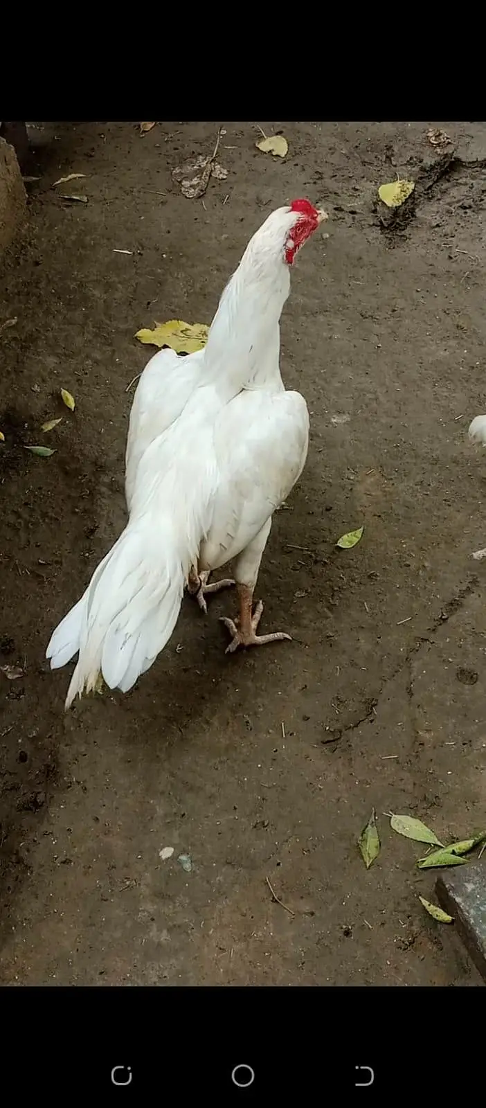 Hera male for sale 03065828477 whats app — photo 4