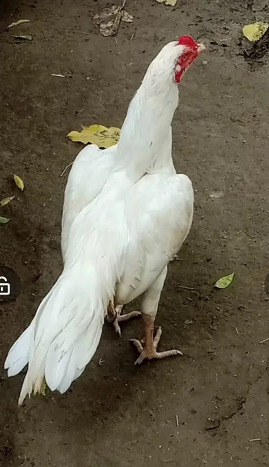 Hera male for sale 03065828477 whats app — photo 5