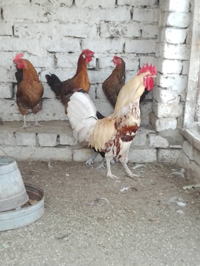 for sale