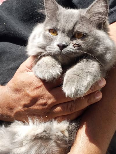 Triple Coated Persian female cat, vaccinated