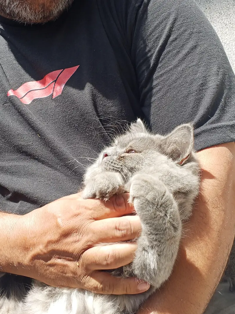 Triple Coated Persian female cat, vaccinated — photo 5