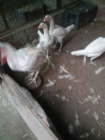 heera aseel  fertile eggs
