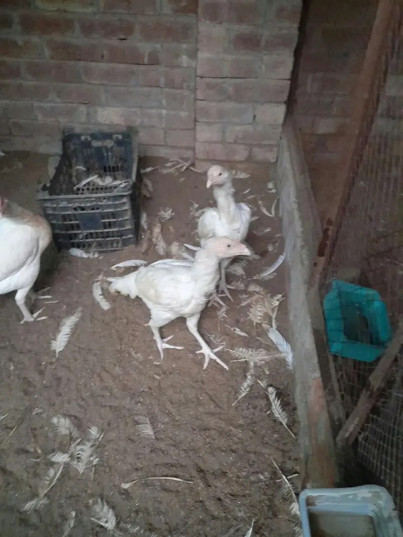 heera aseel  fertile eggs — photo 2