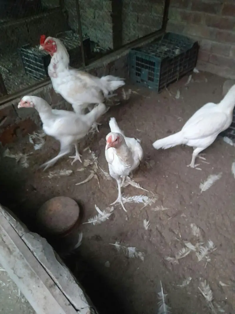 heera aseel  fertile eggs — photo 3