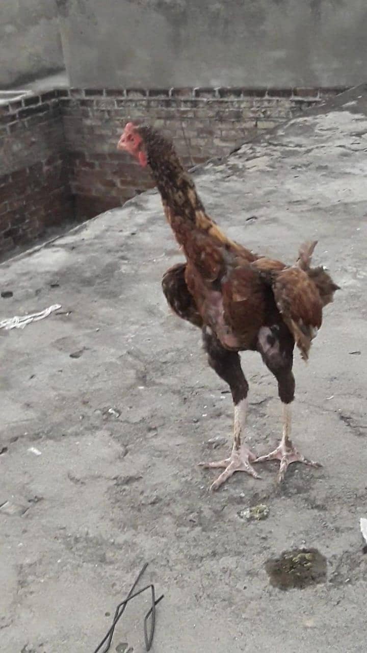 aseel diffrent prices 4