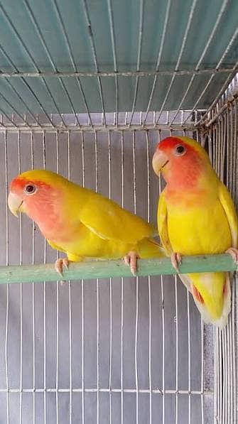 parrot 2