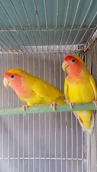parrot — photo 3