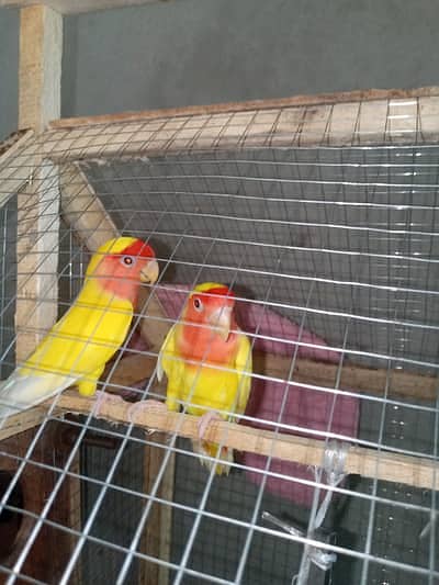 parrot 4