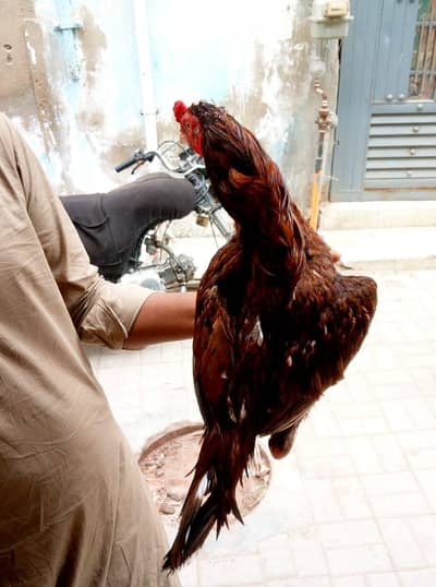 aseel mianwali murga