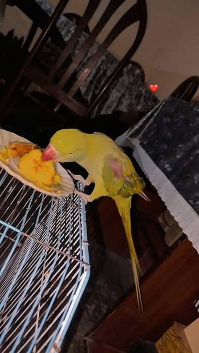 Alexander Raw parrot for sale