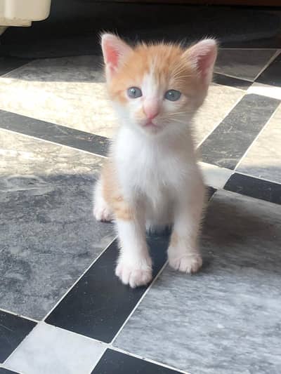 kittens