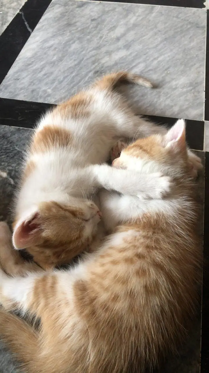 kittens — photo 2