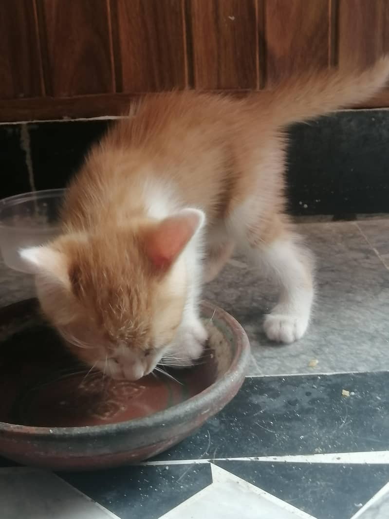 kittens 2
