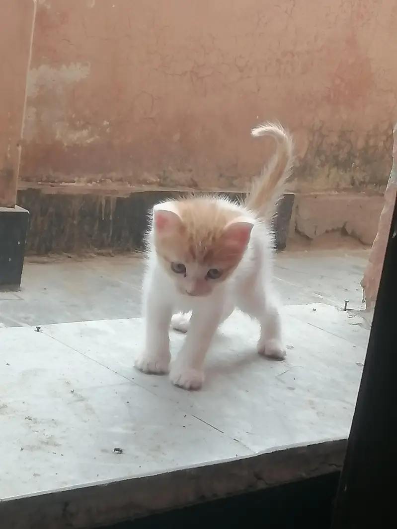 kittens — photo 4