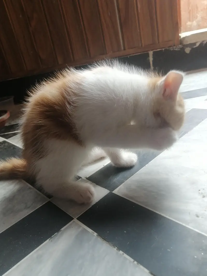 kittens — photo 5