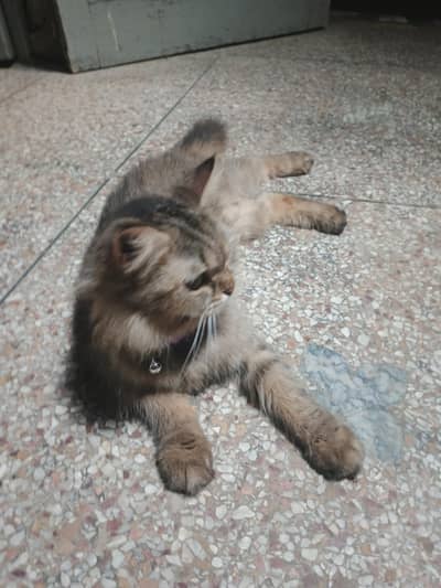 Persian mix or a similar domestic