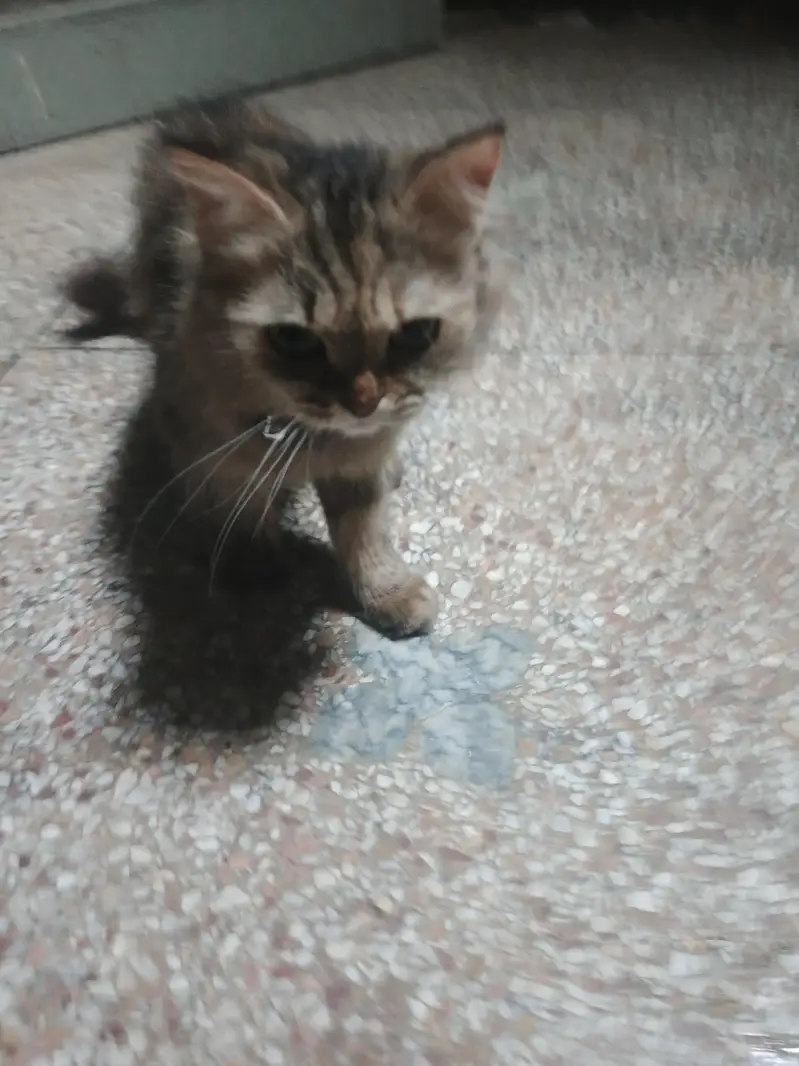 Persian mix or a similar domestic — photo 2