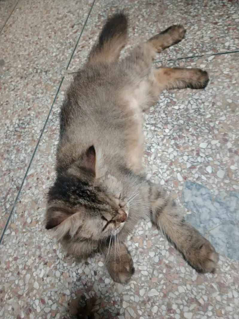 Persian mix or a similar domestic — photo 3