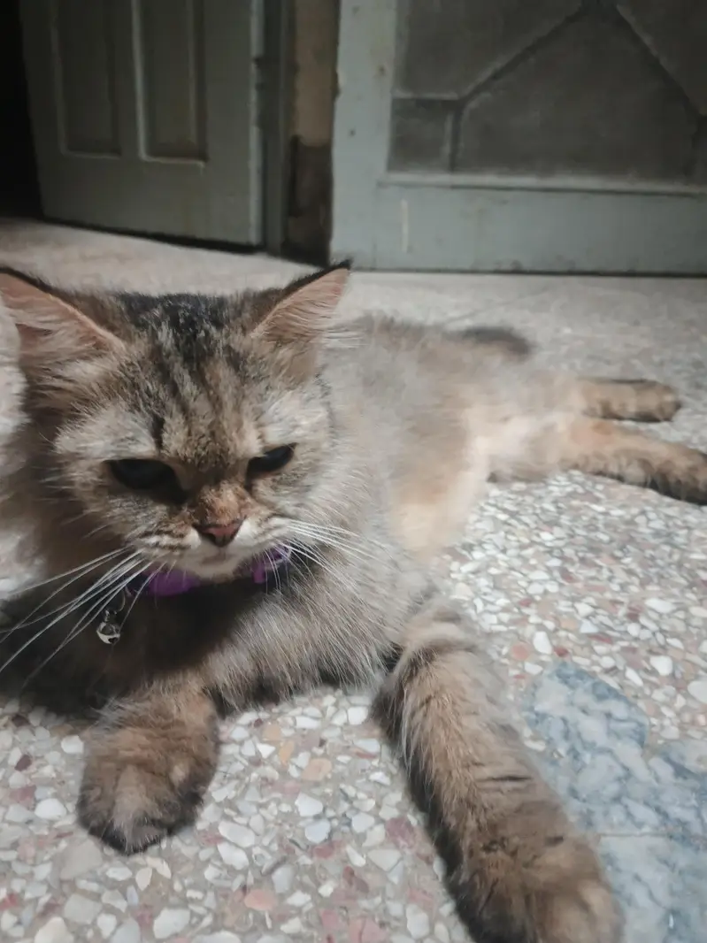 Persian mix or a similar domestic — photo 4