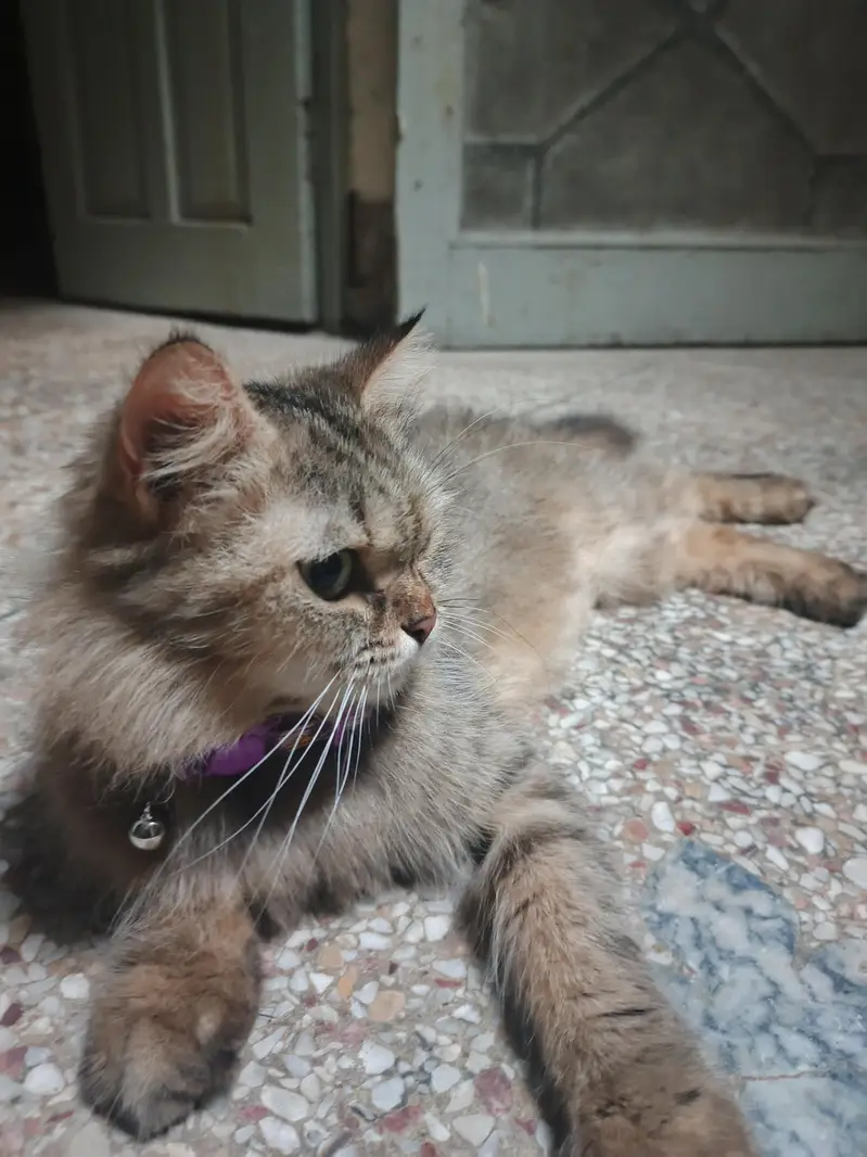 Persian mix or a similar domestic — photo 5