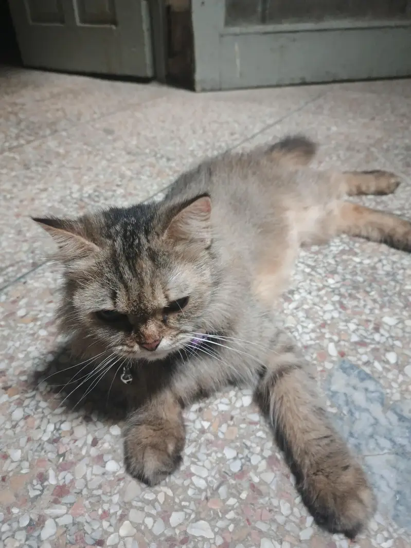 Persian mix or a similar domestic — photo 6