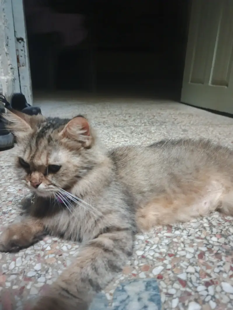 Persian mix or a similar domestic — photo 7