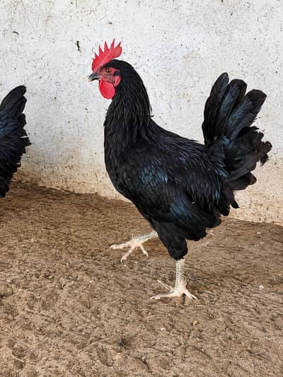 Black Shamo / White Shamo Faisalabad 0326/7678/540