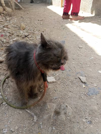 grai cat