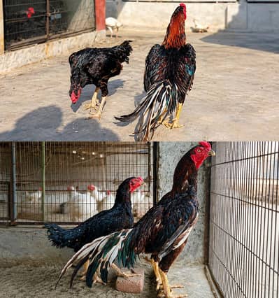 Black Shamo / White Shamo Faisalabad 0326/7678/540