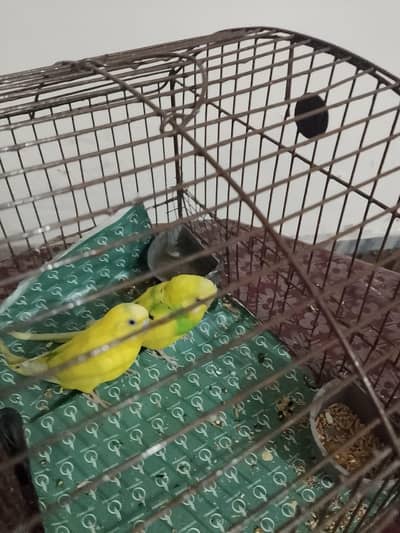 parrots