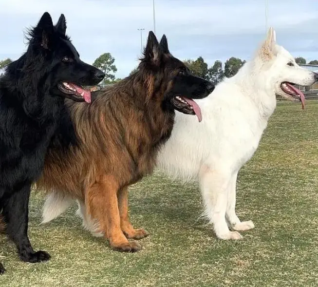 White German shepherd female puppy and French Bulldog male Pup — photo 2