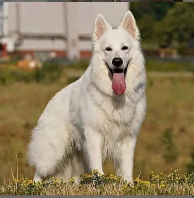 White German shepherd female puppy and French Bulldog male Pup — photo 3