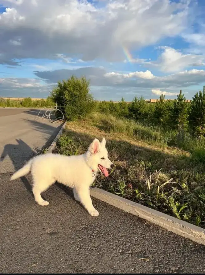 White German shepherd female puppy and French Bulldog male Pup — photo 4