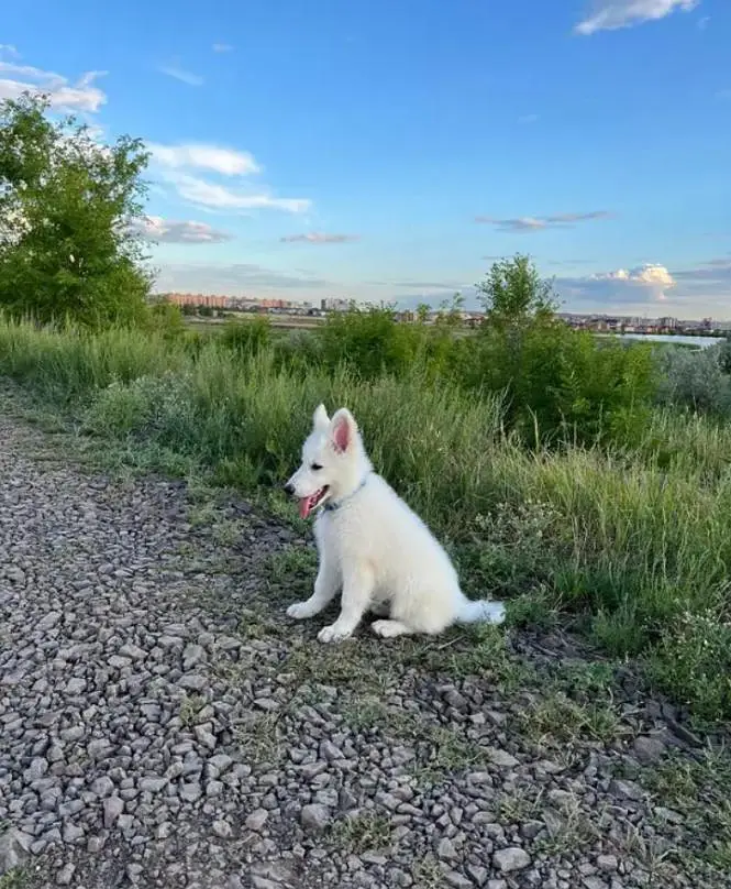White German shepherd female puppy and French Bulldog male Pup — photo 5