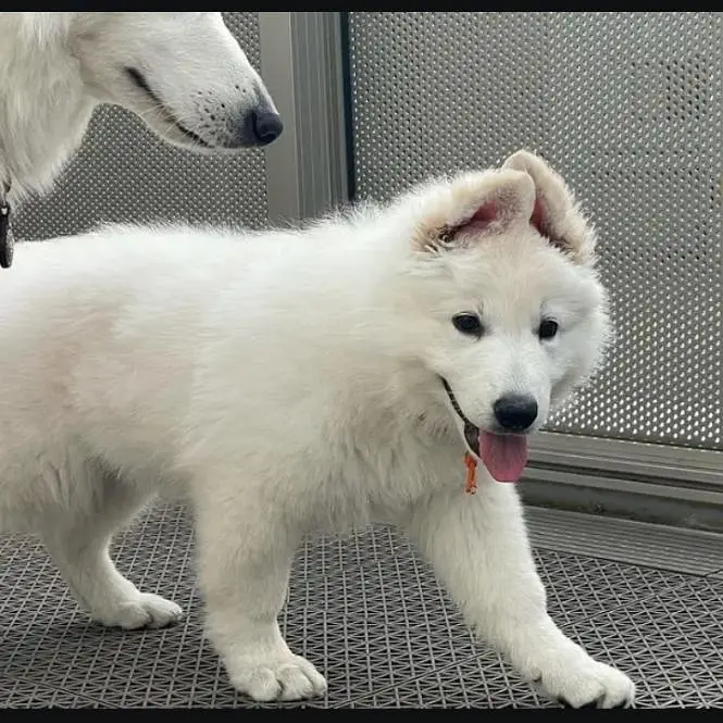 White German shepherd female puppy and French Bulldog male Pup — photo 6