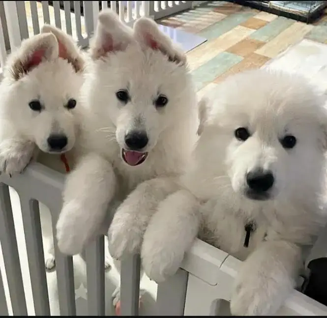 White German shepherd female puppy and French Bulldog male Pup — photo 7