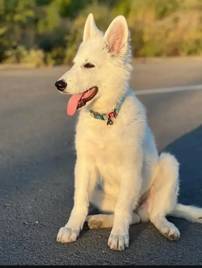 White German shepherd female puppy and French Bulldog male Pup — photo 8