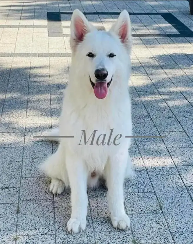 White German shepherd female puppy and French Bulldog male Pup — photo 10