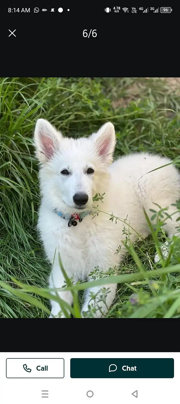 White German shepherd female puppy and French Bulldog male Pup — photo 11