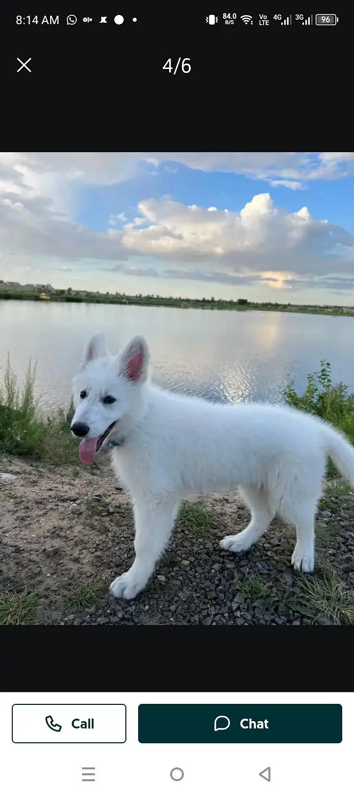 White German shepherd female puppy and French Bulldog male Pup — photo 12