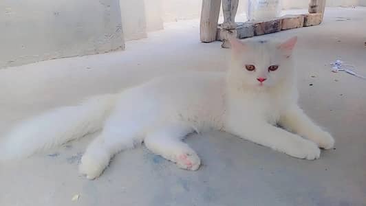 white backa 1 year's  parsain golden eyes show quality doll face taddy