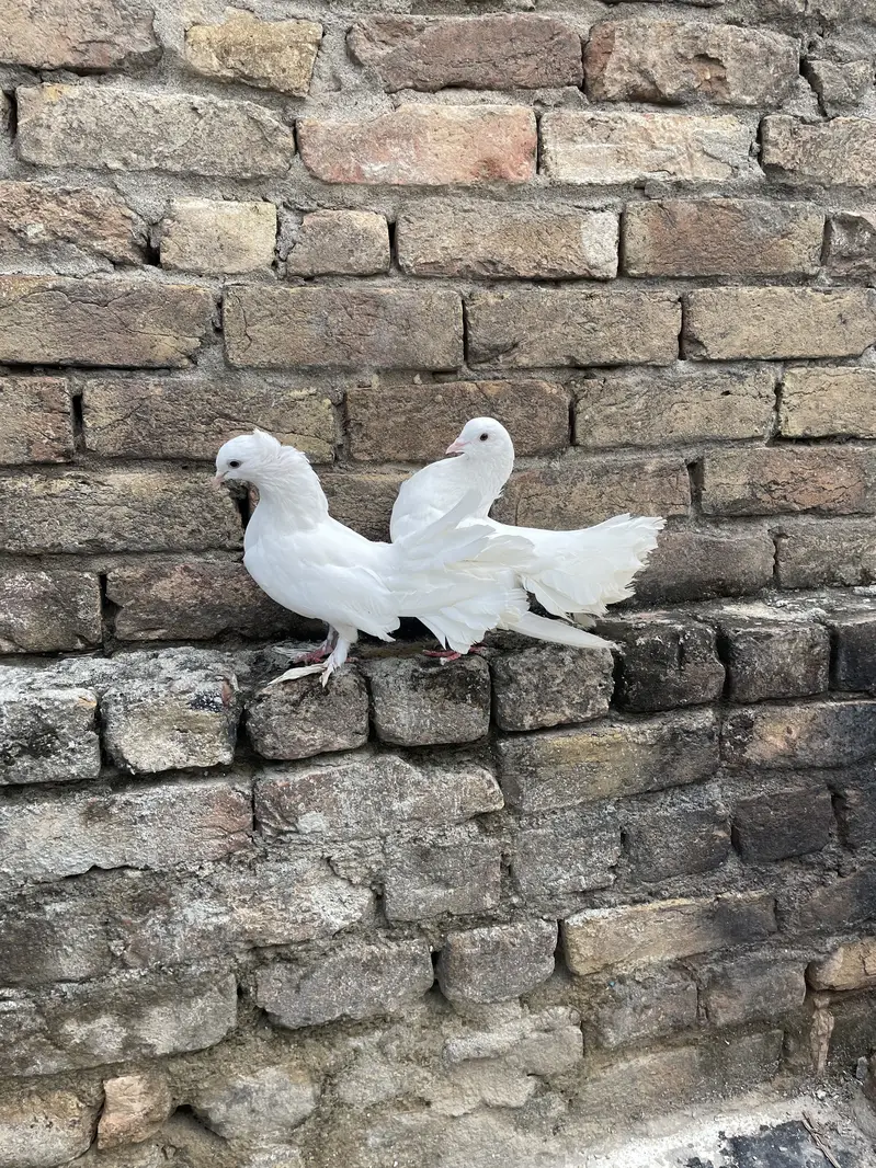 Laka  pair 100 grunteed  Breeder Out Class Quality — photo 6