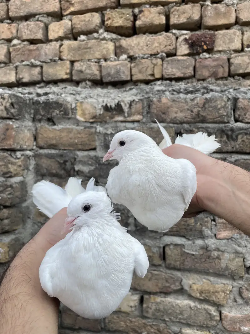 Laka  pair 100 grunteed  Breeder Out Class Quality — photo 8